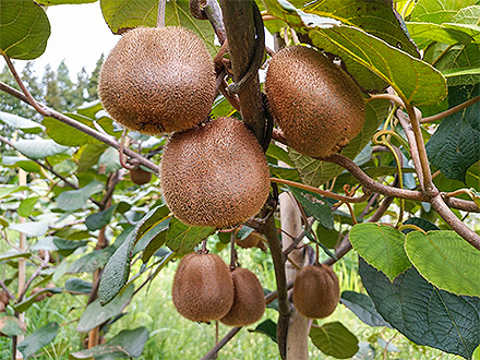 开云电竞官网基地展示六